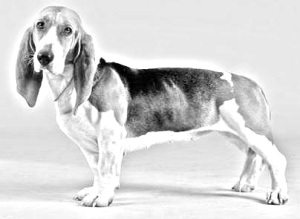 are basset artesien normand the most intelligent dogs