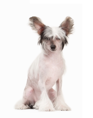 Breed Chinese Crested Dog