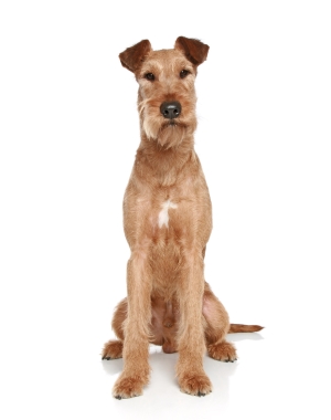 Dog breeds Irish Terrier | Breed Rankings and Buying Advice in ...