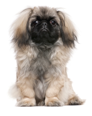 Breed Pekingese