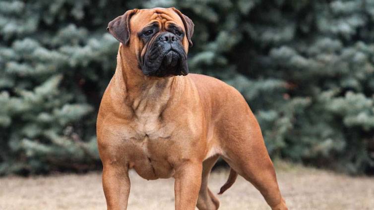 Bullmastiff | AnimalsSale