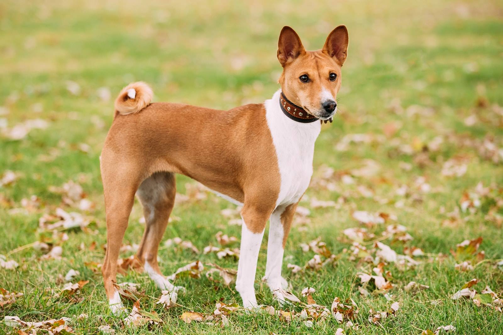 Basenji a dog that doesn’t bark | AnimalsSale