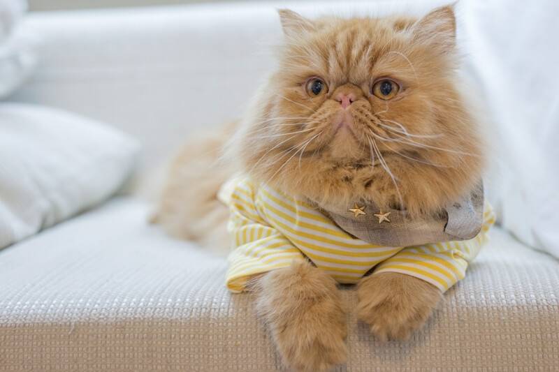 Caring For A Persian Cat | AnimalsSale