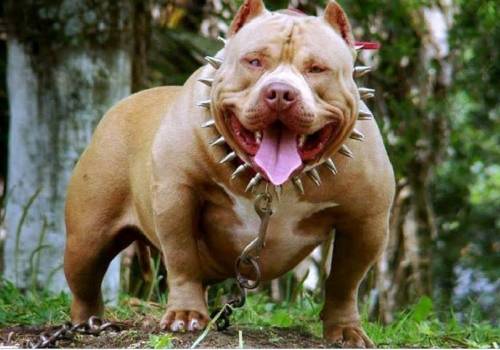 top-5-banned-dog-breeds-animalssale