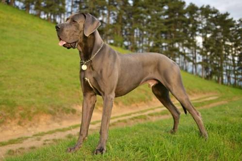 German mastiff | AnimalsSale