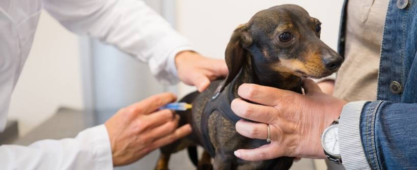 why-should-dogs-be-vaccinated-animalssale