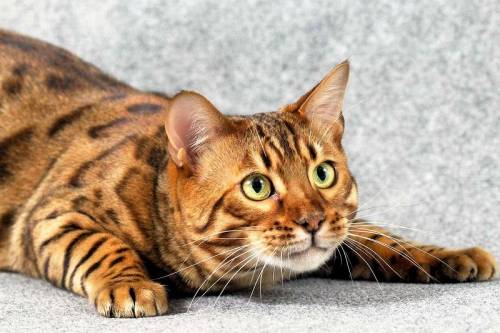 bengal house cats | AnimalsSale